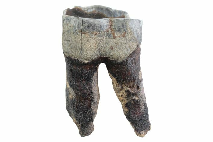 Fossil Woolly Rhino (Coelodonta) Tooth - Siberia #370953